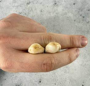 Montana Bull Elk Teeth