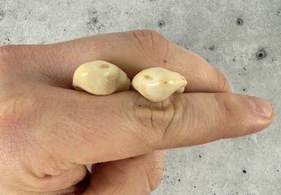 Montana Bull Elk Teeth