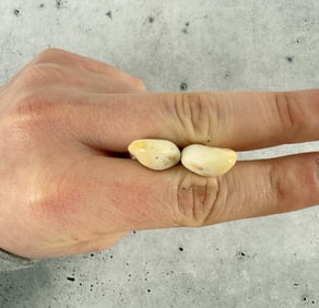Montana Bull Elk Teeth