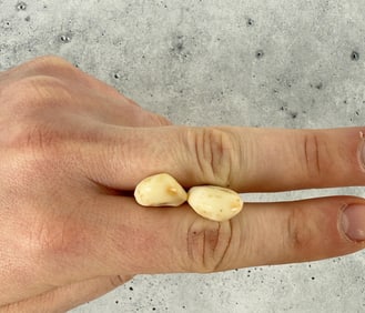 Montana Bull Elk Teeth