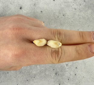 Montana Bull Elk Teeth