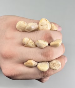 Montana Bull Elk Teeth