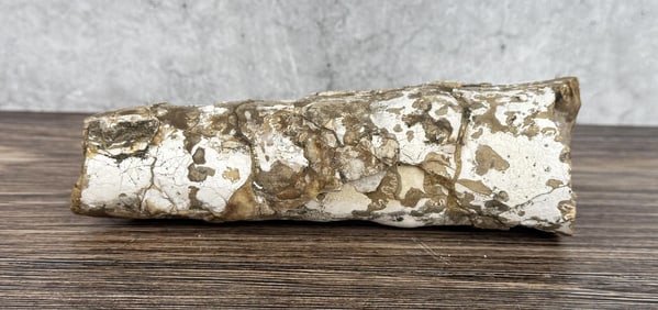 Baculite Fossil