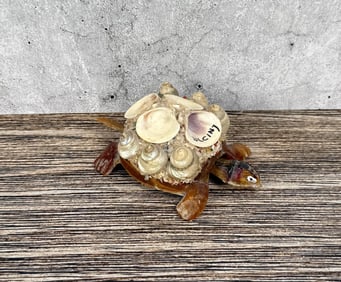 Ulcinj Montenegro Souvenir Sea Shell Turtle Nodder