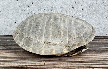 Mexican Mud Turtle Shell