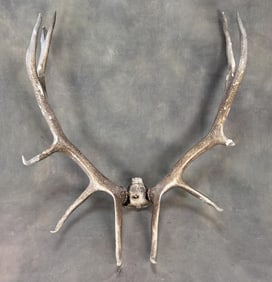 Montana Bull Elk Horns