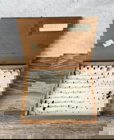 Montana Forestry Division Bug Specimen Collection