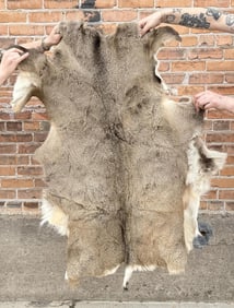 Montana Taxidermy Mule Deer Hide