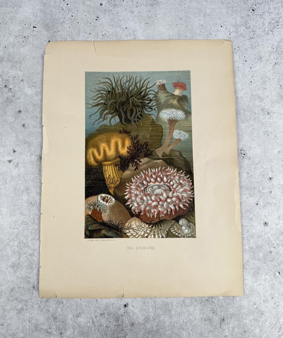 Sea Anemones Selmar Hess Chromolithograph: 9 1/2" by 12 1/2"