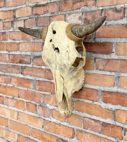 Montana Taxidermy Buffalo Skull