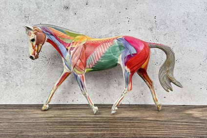 Breyer Anatomy in Motion Horse 2008