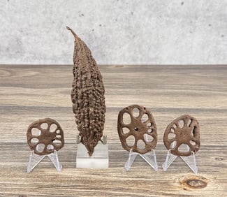 Bronze Luffa Gourd Paperweights