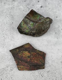 Canadian Dragon Scale Ammolite Fossils