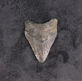 Megalodon Fossil Shark Tooth