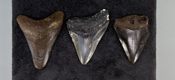Collection of Megalodon Shark Tooth Fossils