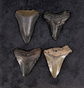 Collection of Megalodon Shark Tooth Fossils