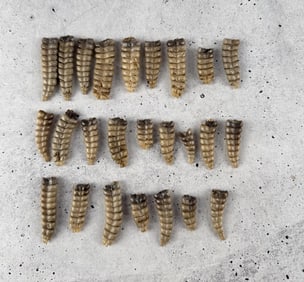 Large Collection of Montana Rattlesnake Rattles