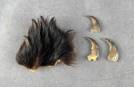 Collection of Montana Black Bear Claws