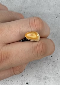 Montana Bull Elk Tooth