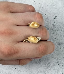 Montana Bull Elk Teeth