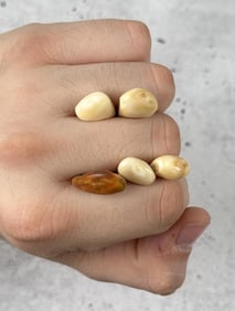 Montana Bull Elk Teeth