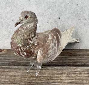 Taxidermy Racing Pigeon