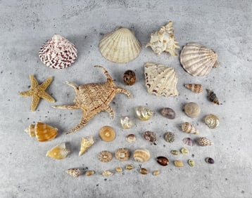 Collection of Seashells