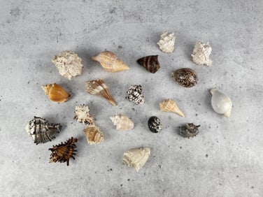 Collection of Seashells