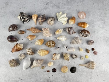 Collection of Seashells