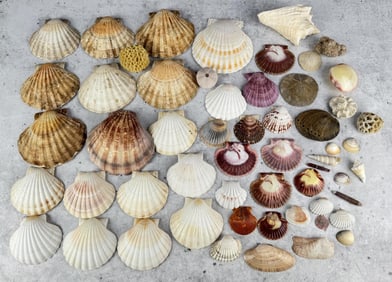 Collection of Seashells