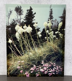 Bear Grass Glacier National Park Montana Photo