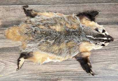 Montana Taxidermy Badger Fur Hide Pelt