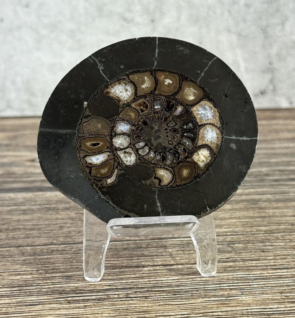 Ammonite Fossil: 2 7/8" by 2 1/2" by 3/4"