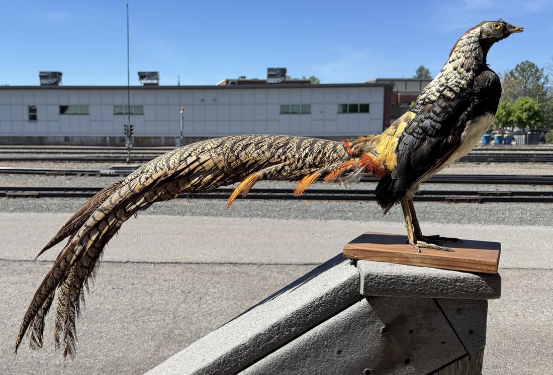 Taxidermy Lady Amherst Pheasant: 39" by 13 1/2" by 6 3/8".
