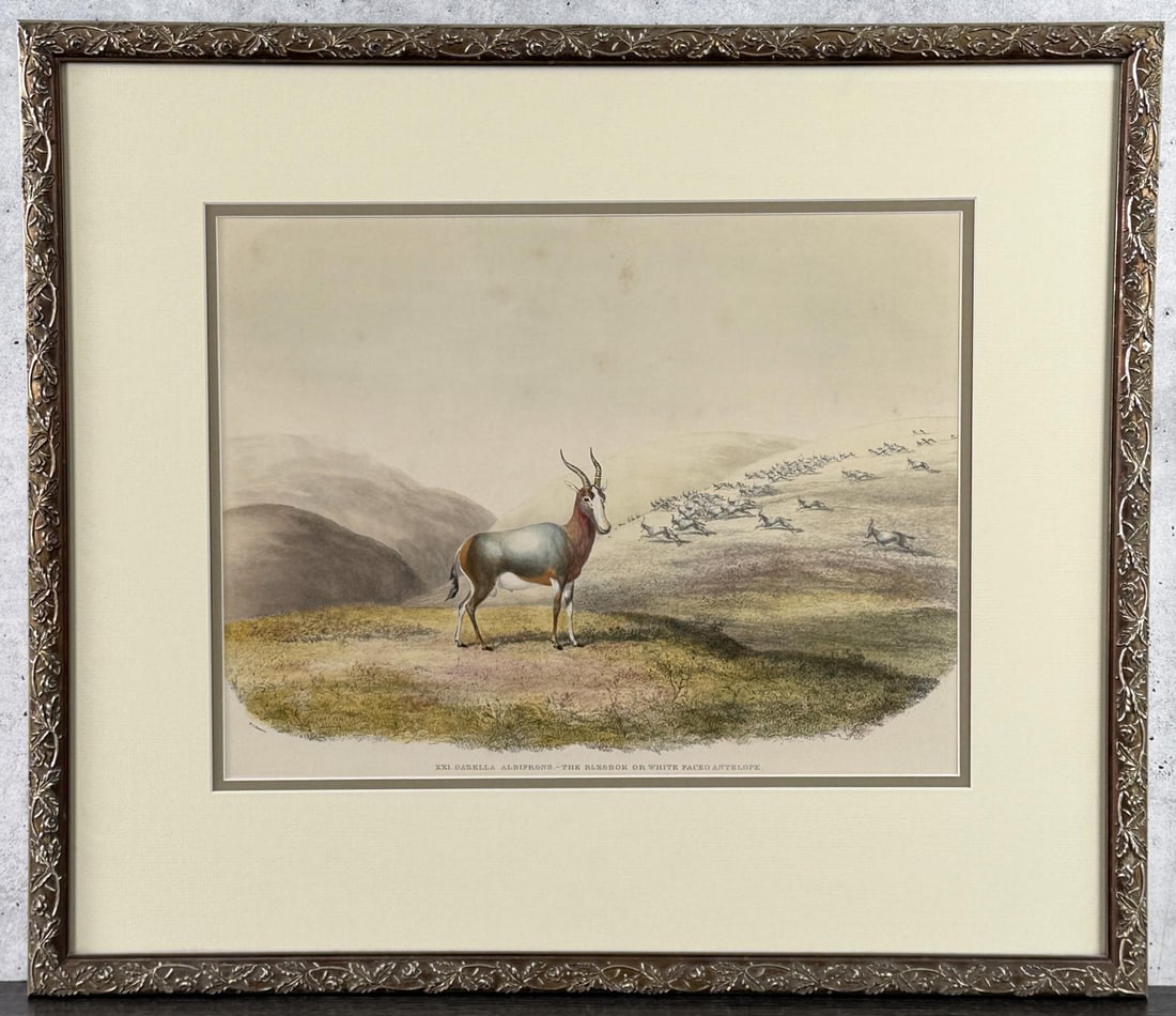 William Cornwallis Harris Blesbok Antelope (1 of 5)