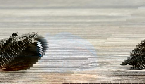 Emery Boone Zuni Carved Buffalo Fetish