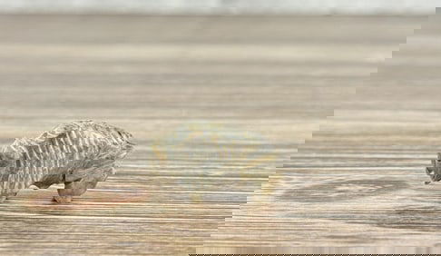 Zuni Carved Buffalo Fetish