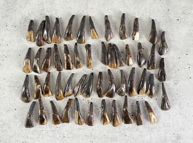 Lot of 50 Fossilized Buffalo Teeth