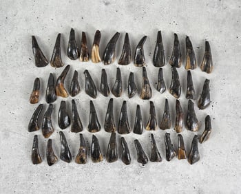 Lot of 50 Fossilized Buffalo Teeth