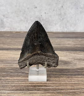 Megalodon Fossil Shark Tooth: 4 1/8" long.