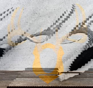 Deb Iowa Whitetail Deer Taxidermy Mount Horns: 18 1/2" by 15 3/4" by 12"