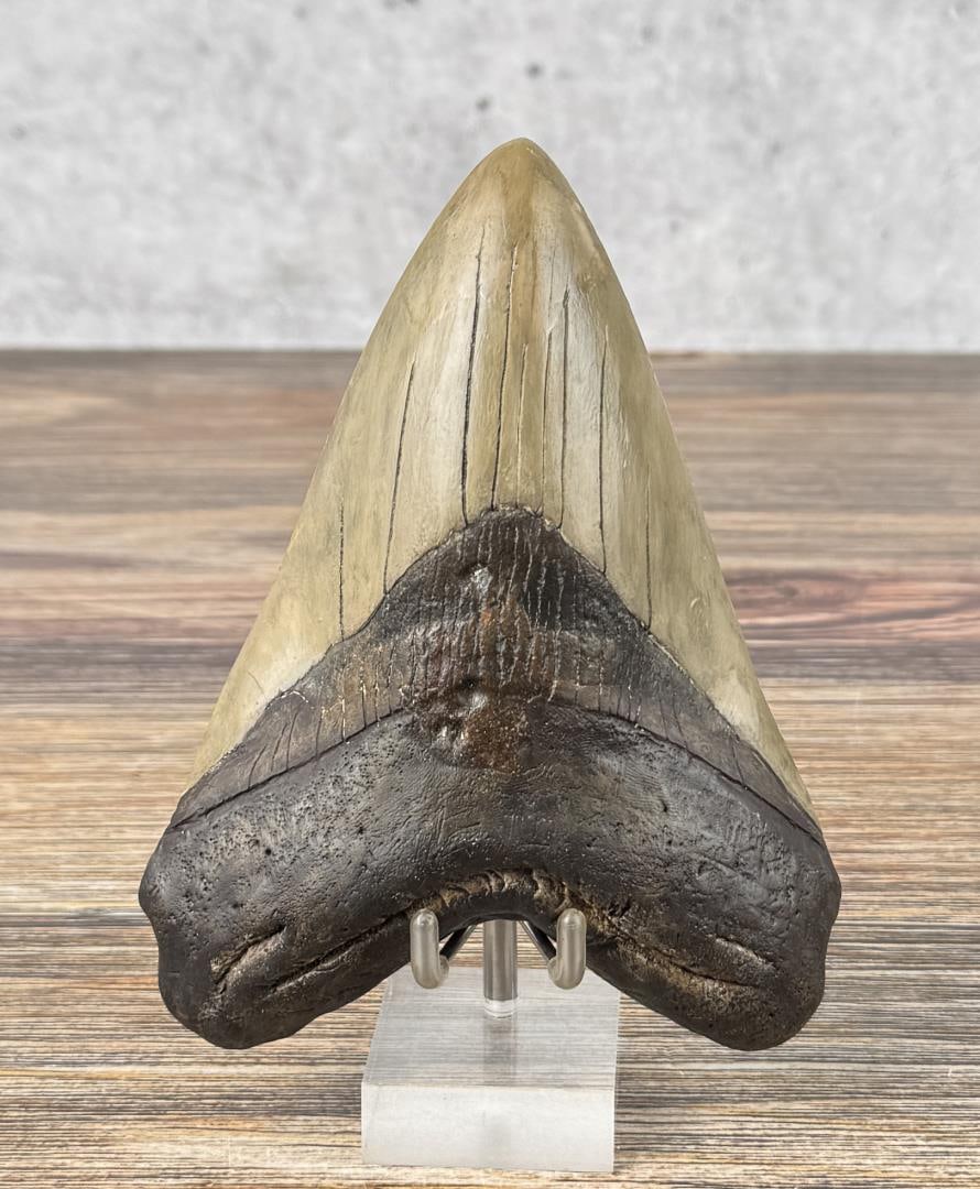 Megalodon Fossil Shark Tooth: 6" by 4 1/4"
