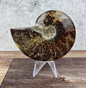 Fossil Ammonite: 3 3/4" by 3".