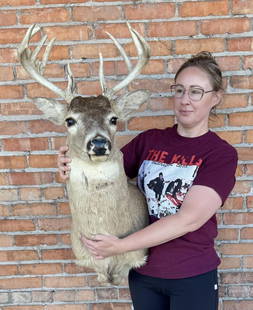Montana Taxidermy Whitetail Deer Mount: 16" wide, 21" deep on wall, 36" tall overall.