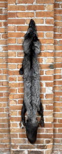 Beautiful Ranch Silver Fox Fur Pelt Taxidermy: 55" long.