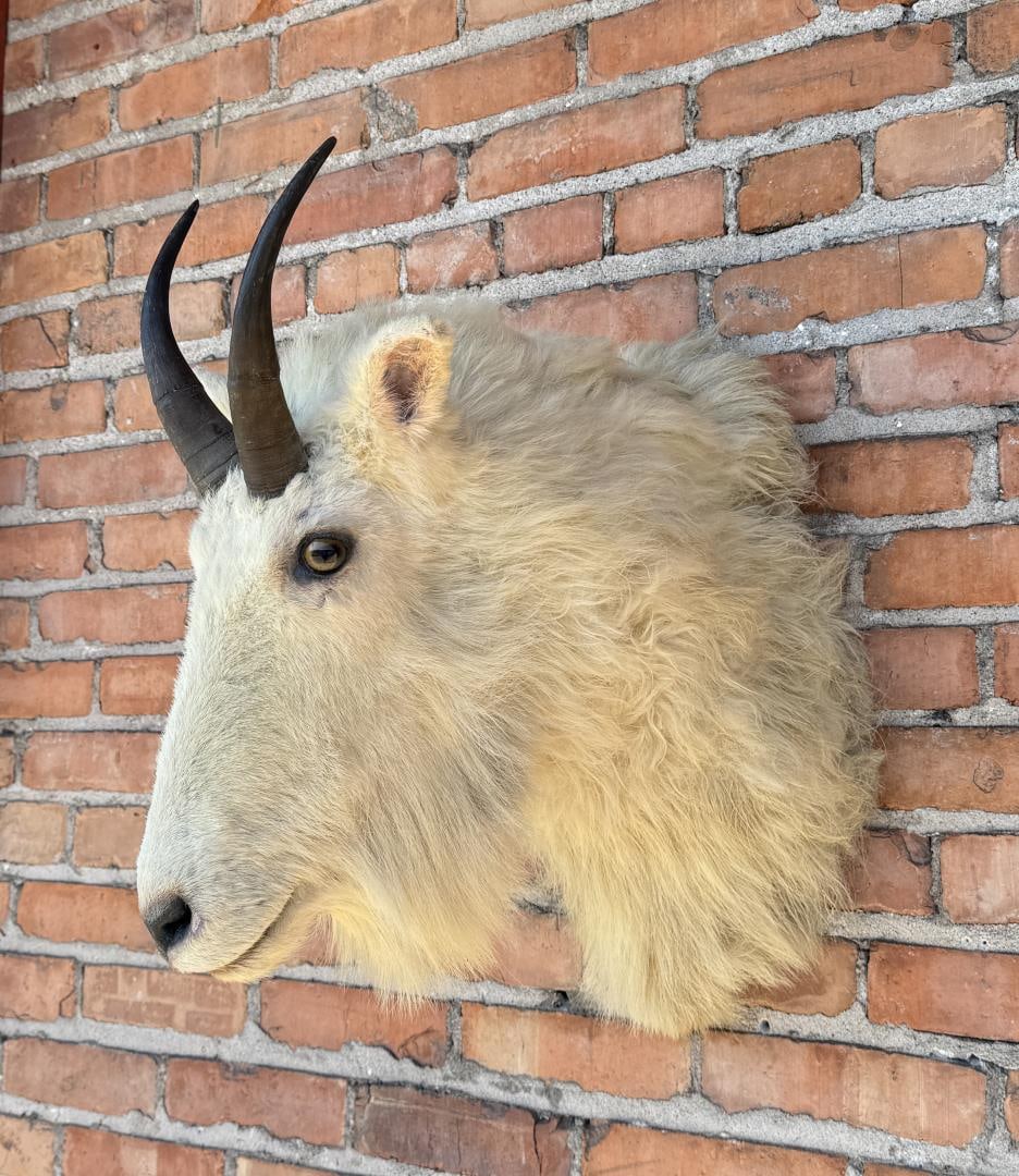 Montana Mountain Goat Taxidermy Mount: Nice old mount. 19 3/4" wide, 12 1/2" deep on wall, 22 3/8" tall overall.