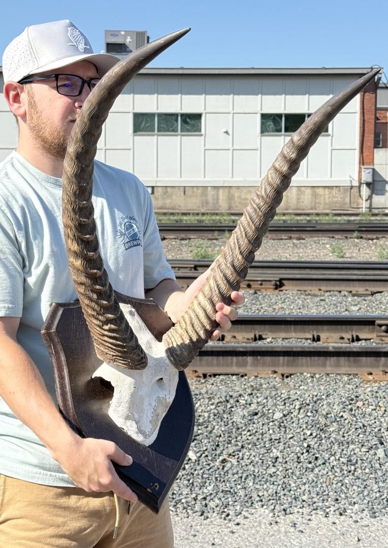 African Waterbuck Horns: 24" by 25" by 20"