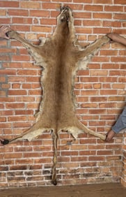 Montana Taxidermy Mountain Lion