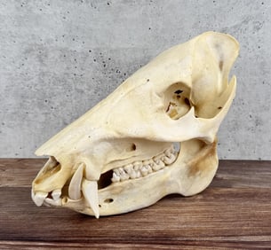 Arizona Javelina Peccary Pig Taxidermy Skull