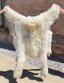 Montana Taxidermy Mountain Goat Rug